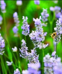 Lavender Provence Plug Live Plant - Aromatic French Herb Starter, 1-3