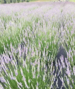 Lavender Provence Plug Live Plant - Aromatic French Herb Starter, 1-3