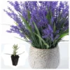 Lavender Provence Plug Live Plant - Aromatic French Herb Starter, 1-3" Tall - Image 1