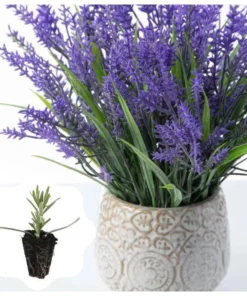 Lavender Provence Plug Live Plant - Aromatic French Herb Starter, 1-3" Tall - Image 1
