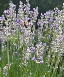 Lavender Provence Plug Live Plant - Aromatic French Herb Starter, 1-3