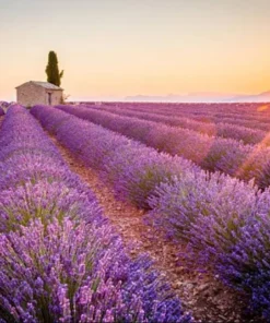 Lavender Provence Plug Live Plant - Aromatic French Herb Starter, 1-3