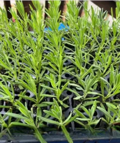 Lavender Provence Plug Live Plant - Aromatic French Herb Starter, 1-3