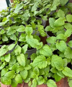 Lemon Balm Live Plant – Perennial Mint Herb – Set of 4 Seedlings, 4-6" Tall - Image 2