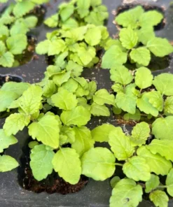Lemon Balm Live Plant – Perennial Mint Herb – Set of 4 Seedlings, 4-6