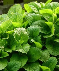 Lemon Balm Live Plant – Perennial Mint Herb – Set of 4 Seedlings, 4-6