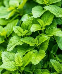 Lemon Balm Live Plant – Perennial Mint Herb – Set of 4 Seedlings, 4-6