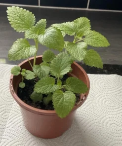 Lemon Balm Live Plant – Perennial Mint Herb – Set of 4 Seedlings, 4-6