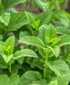 Lemon Balm Live Plant – Perennial Mint Herb – Set of 4 Seedlings, 4-6" Tall - Image 1