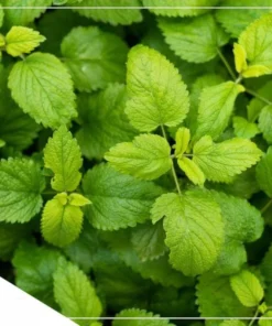 Lemon Balm Live Plant Plug - 1 Healthy Starter Plant, 1-3" Tall - Image 2