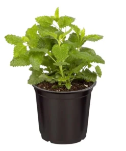 Lemon Balm Live Plant Plug - 1 Healthy Starter Plant, 1-3" Tall - Image 1