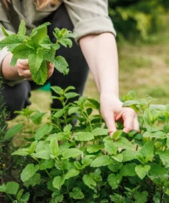Lemon Balm Live Plant Plug - 1 Healthy Starter Plant, 1-3