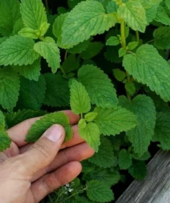 Lemon Balm Live Plant Plug - 1 Healthy Starter Plant, 1-3