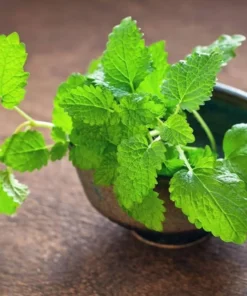 Lemon Balm Live Plant Plug - 1 Healthy Starter Plant, 1-3