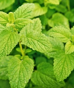 Lemon Balm Live Plant Plug - 1 Healthy Starter Plant, 1-3