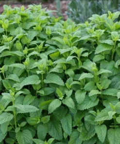 Lemon Balm Live Plant Plug - 1 Healthy Starter Plant, 1-3