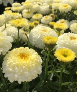 Leucanthemum Shasta Daisy Luna Live Starter Plant Plug - 1-3