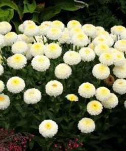 Leucanthemum Shasta Daisy Luna Live Starter Plant Plug - 1-3