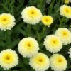 Leucanthemum Shasta Daisy Luna Live Starter Plant Plug - 1-3" Tall - Image 1