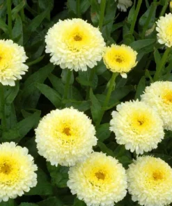 Leucanthemum Shasta Daisy Luna Live Starter Plant Plug - 1-3" Tall - Image 1