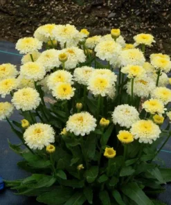Leucanthemum Shasta Daisy Luna Live Starter Plant Plug - 1-3