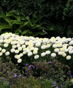 Leucanthemum Shasta Daisy Luna Live Starter Plant Plug - 1-3