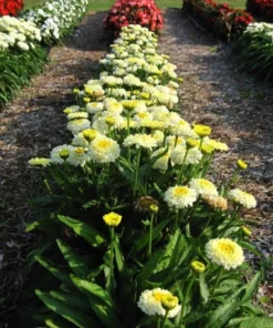 Leucanthemum Shasta Daisy Luna Live Starter Plant Plug - 1-3