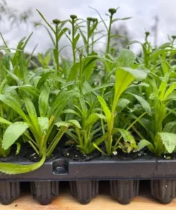 Leucanthemum Shasta Daisy Luna Live Starter Plant Plug - 1-3