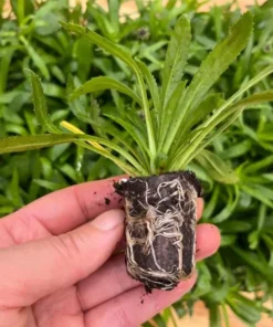 Leucanthemum Shasta Daisy Real Charmer Live Plant Plug - 1-3