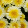 Leucanthemum Shasta Daisy Real Charmer Live Plant Plug - 1-3" Tall Starter Plant - Image 1
