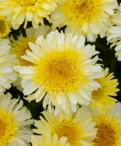Leucanthemum Shasta Daisy Real Charmer Live Plant Plug - 1-3" Tall Starter Plant - Image 1