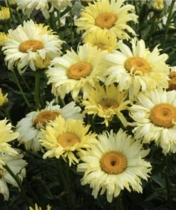 Leucanthemum Shasta Daisy Real Charmer Live Plant Plug - 1-3
