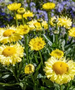 Leucanthemum Shasta Daisy Real Charmer Live Plant Plug - 1-3