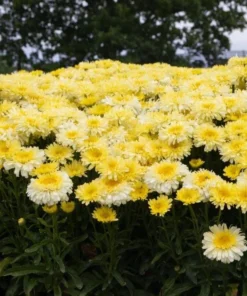 Leucanthemum Shasta Daisy Real Charmer Live Plant Plug - 1-3