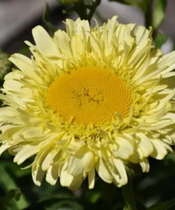 Leucanthemum Shasta Daisy Real Charmer Live Plant Plug - 1-3