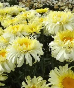 Leucanthemum Shasta Daisy Real Charmer Live Plant Plug - 1-3