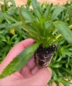 Leucanthemum Shasta Daisy Real Charmer Live Plant Plug - 1-3