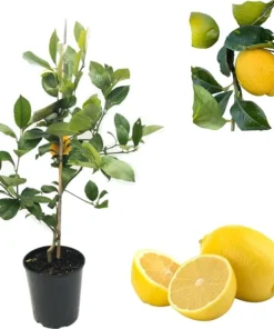 Lisbon Lemon Tree Live Plant - 2-3 ft Tall, 3 Gallon Pot, Grafted Citrus - Image 6
