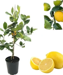 Lisbon Lemon Tree Live Plant – 2-3 ft Tall Citrus Tree in 3 Gallon Pot – Indoor/Outdoor - Image 2