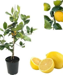 Lisbon Lemon Tree Live Plant – 2-3 ft Tall Citrus Tree in 3 Gallon Pot – Indoor/Outdoor - Image 4