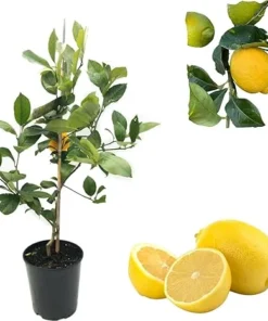 Lisbon Lemon Tree Live Plant – 2-3 ft Tall Citrus Tree in 3 Gallon Pot – Indoor/Outdoor - Image 7