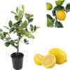 Lisbon Lemon Tree Live Plant – 2-3 ft Tall Citrus Tree in 3 Gallon Pot – Indoor/Outdoor - Image 1