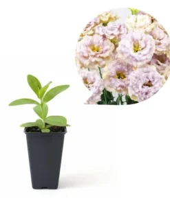 Lisianthus Chateau Blue Live Starter Plant - 2 Inch Pot, Well Rooted - Image 2