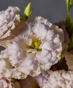 Lisianthus Chateau Blue Live Starter Plant - 2 Inch Pot, Well Rooted - Image 5