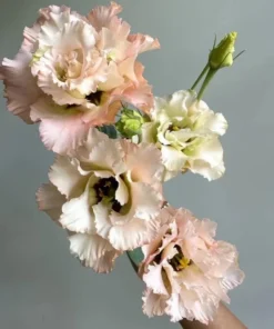 Lisianthus Chateau Blue Live Starter Plant - 2 Inch Pot, Well Rooted - Image 6