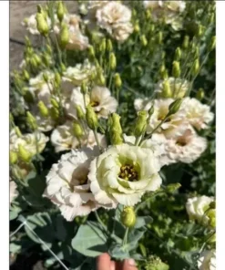 Lisianthus Chateau Blue Live Starter Plant - 2 Inch Pot, Well Rooted - Image 7