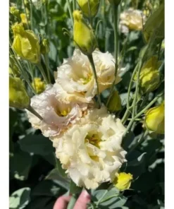 Lisianthus Chateau Blue Live Starter Plant - 2 Inch Pot, Well Rooted - Image 8