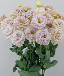 Lisianthus Chateau Blue Live Starter Plant - 2 Inch Pot, Well Rooted - Image 1