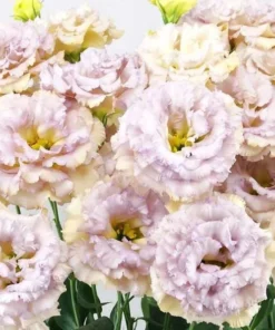 Lisianthus Chateau Blue Live Starter Plant - Well Rooted, 3.25 Inch Pot - Image 3