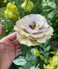 Lisianthus Chateau Blue Live Starter Plant - Well Rooted, 3.25 Inch Pot - Image 4